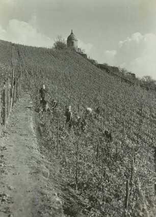 Radebeul: Volksweingut Lößnitz. Weinlese am Jakobstein