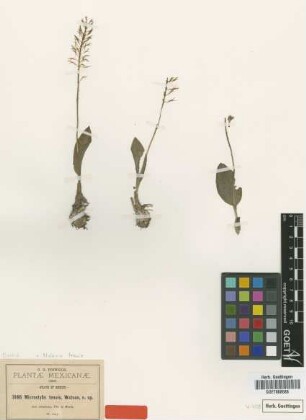 Microstylis tenuis S.Watson [isotype]