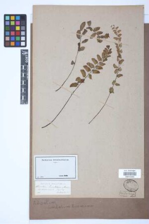 Adiantum lunulatum Burm.