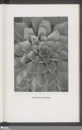 Echeveria montana