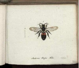 Andrena Rosae Mihi. [bis] Tinea compositella Fabr.