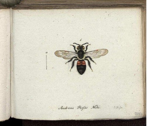 Andrena Rosae Mihi. [bis] Tinea compositella Fabr.