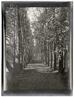 Nicht identifizierbare Ortschaft (Belgien/Nordfrankreich): schmale Allee