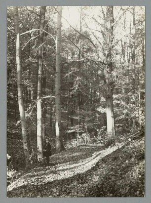 Waldweg mit Kind