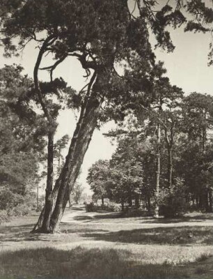 Berlin-Spandau. Der typische märkische Kiefernwald in der Nähe der Freybrücke. Diese überführt die Heerstraße über die Havel und den Havelseenweg