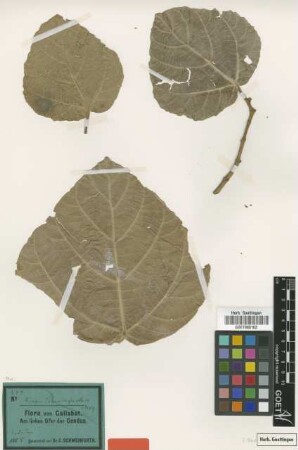 Ficus schweinfurthii Miq. ex Schweinf. [type]