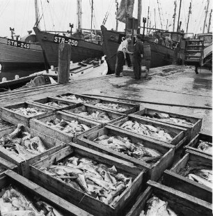 Fischereigenossenschaft Stralsund (FGS). In Kisten sotierter Fang am Kai im Hafen