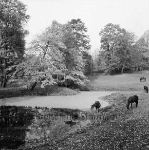 Weiher hinter dem Mühlenteich: rechts Pferdeherde: hinten Bäume