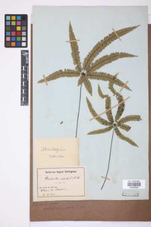 Adiantopsis radiata