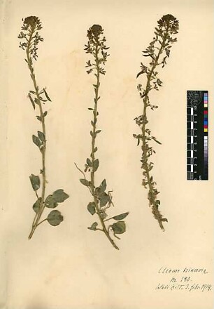 Capparidaceae Cleome trinervia Fresenius, Georg (1808 - 1866) [Wadi Kelt (Trockental)]