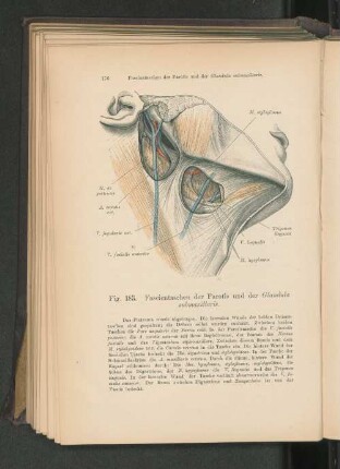 Fig. 183. Fascientaschen der Parotis und der Glandula submaxillaris.