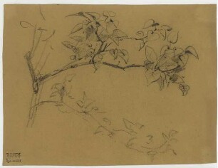 Baum, Zweig