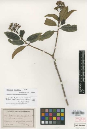 Miconia quadrangularis Naudin forma minor Cogn.