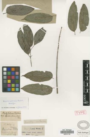 Huertea cubensis Griseb. [holotype]