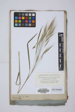 Bromus sterilis