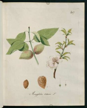 Amygdalus communis L.