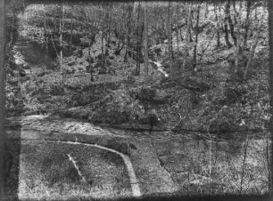 Fluss am Waldrand : Blick auf einen Fluss an einem Waldrand