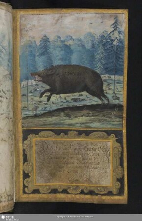 Dieses Schwein ... Anno 1630. den 4. Novembris bey Wittenberg ... gefangen ...