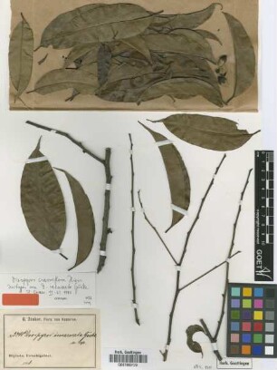 Diospyros incarnata Gürke [isotype]