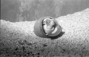 Ausstellung "Tiere und Pflanzen am Mittelmeer" bei den Landessammlungen für Naturkunde/Museum am Friedrichsplatz