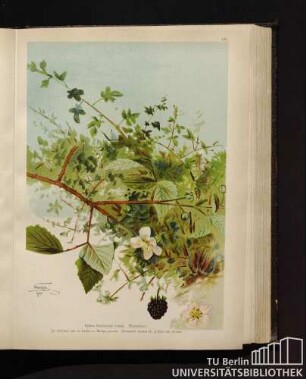 Rubus fructiosus Linné. Brombeere.