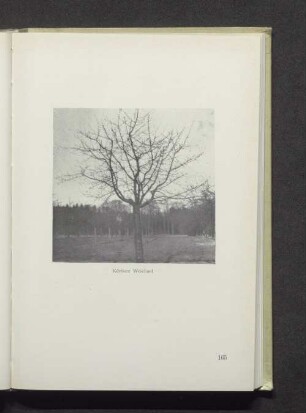 Köröser Weichsel