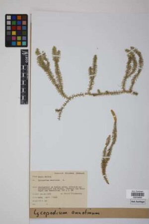 Lycopodium annotinum annotinum L.