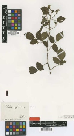 Rubus sapidus Schltdl. [type]