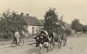 Dorfstraße in Byhlen : Wjesna dróha w Bělinje