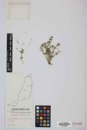 Gymnocarpos decandrus Forsskal