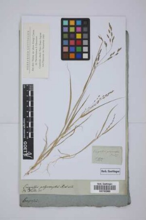 Eragrostis polymorpha R. et S.