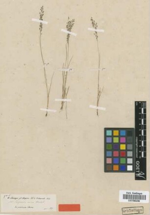 Eragrostis ovina (A.Rich.) Steud. [type]