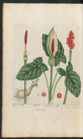 1. Arum maculatum