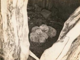Steinkauz (Athene noctua SCOP.), acht Tage alte Junge im Nest