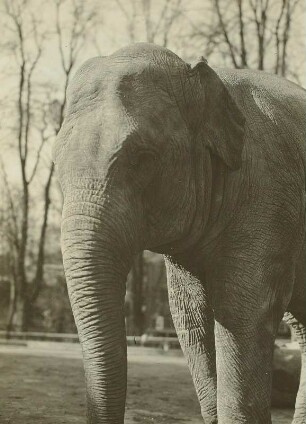 Indischer Elefant (Elephas maximus indicus) "Birma"", etwa 9/10 jährig, aufgeneommen im Zoologischen Garten Dresden