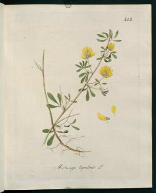 Medicago lupulina L.