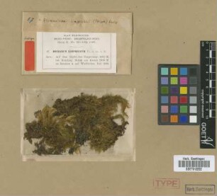 Dicranum limprichtii M.Fleisch. [syntype]