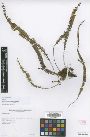 Melpomene caput-gorgonis Lehnert [paratype]