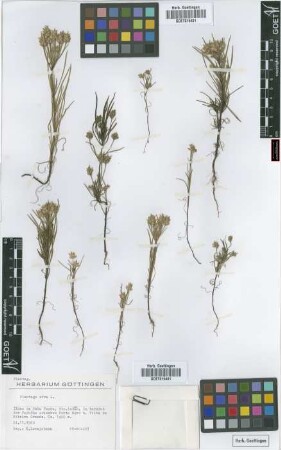 Plantago afra L.
