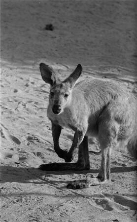 Tiere. Känguru