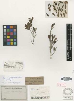 Eugenia cyphophloea Griseb. [lectotype]