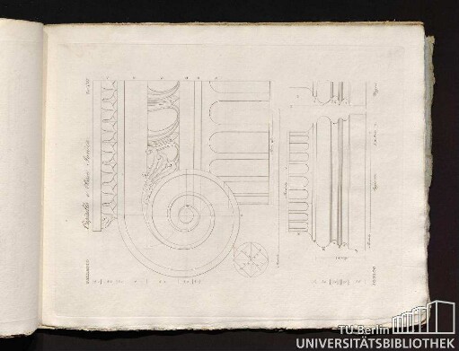 Tav. VIII