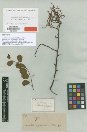 Coccoloba australis G.Forst. [type]