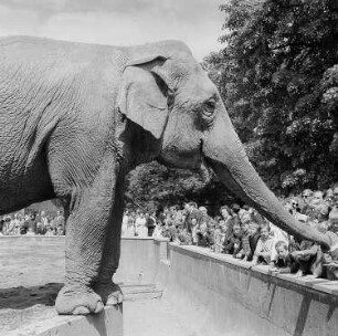 Dresden. Zoologischer Garten, asiatische Elefanten