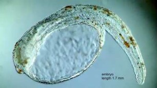 Callionymus lyra egg 1 Helgoland 2013