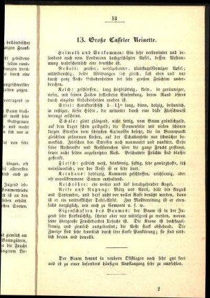 13. Große Casseler Reinette.