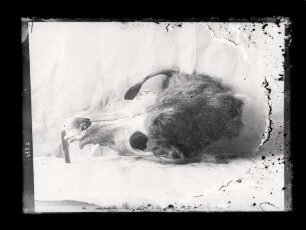 Chile : Objektfotografien ; Hundeschädel