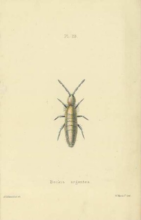Plate XXIII. Beckia argentea.