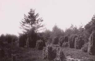 Lüneburger Heide. Wacholder bei Lutterloh