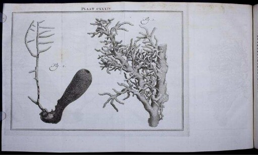 Plaat CXXXIV.